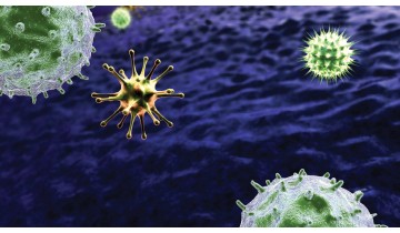 A Common Virus That May Accelerate Immune 